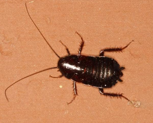 roach hamamböceği pest control haşeremarket